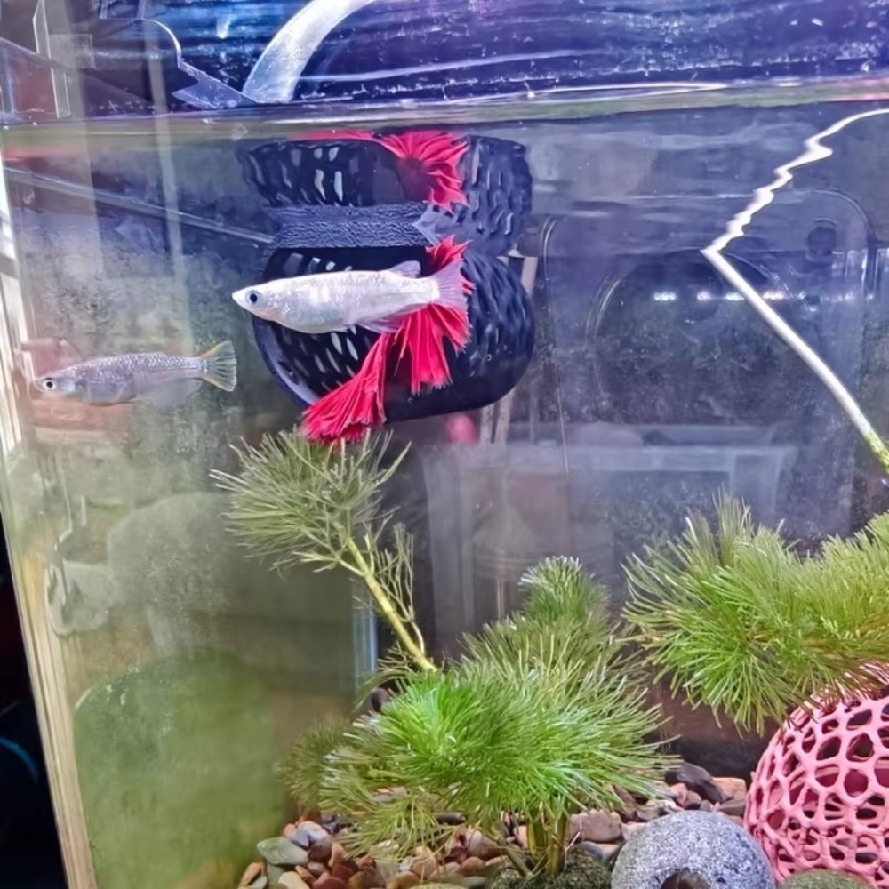 Aquarium Tunnel Aquarium Fish  - 3D Printing Youtube recensione e prezzo